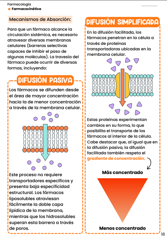 IMAGEN: muestra 1 de 5 — lámina real del material: farmacocinética, el recorrido del fármaco por el cuerpo